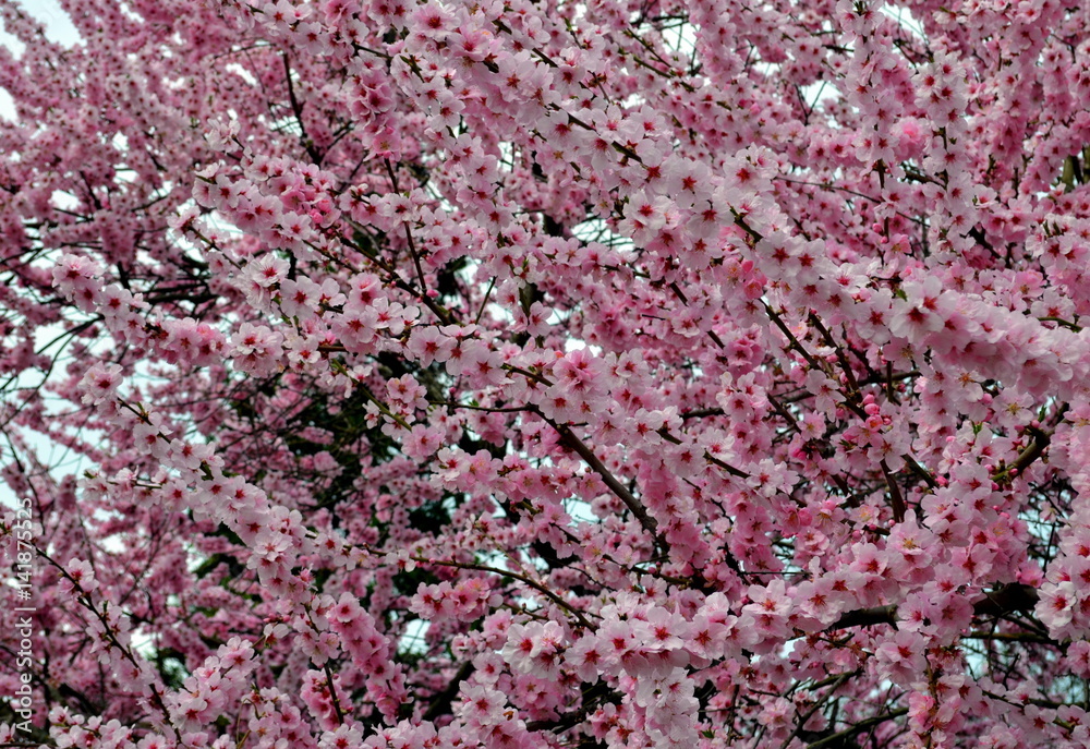 Hintergrund Frühlingsblüten