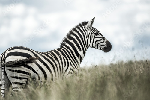 Zebra in the wild savannah  Serengeti  Africa