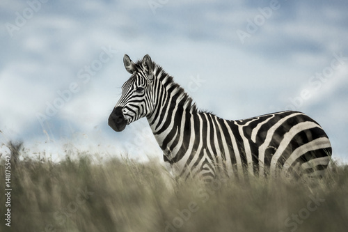 Zebra in the wild savannah  Serengeti  Africa