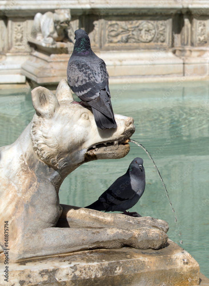 Fototapeta premium Pigeons on the wolf statue of Fonte Gaia fountain in Siena, Italy