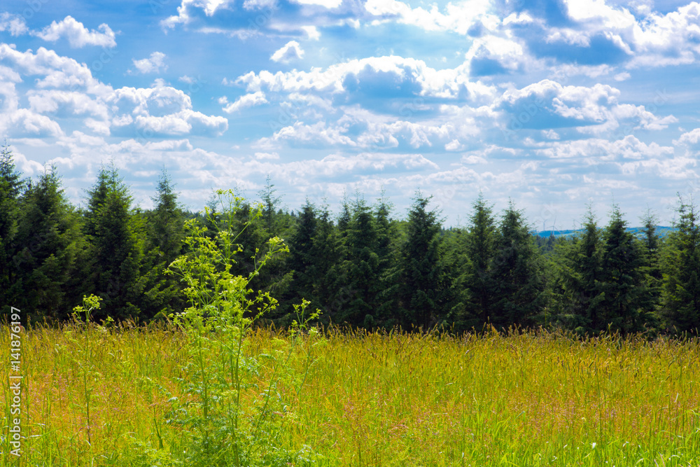 Fototapeta premium Summer landscape with green grass.