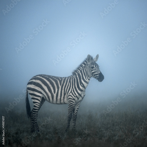 Zebra in the Morning mist  serengeti  Africa