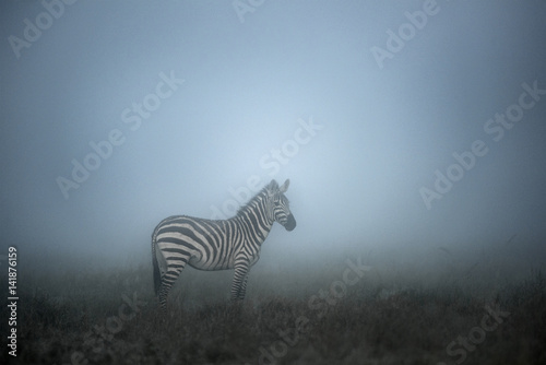 Zebra in the Morning mist  serengeti  Africa