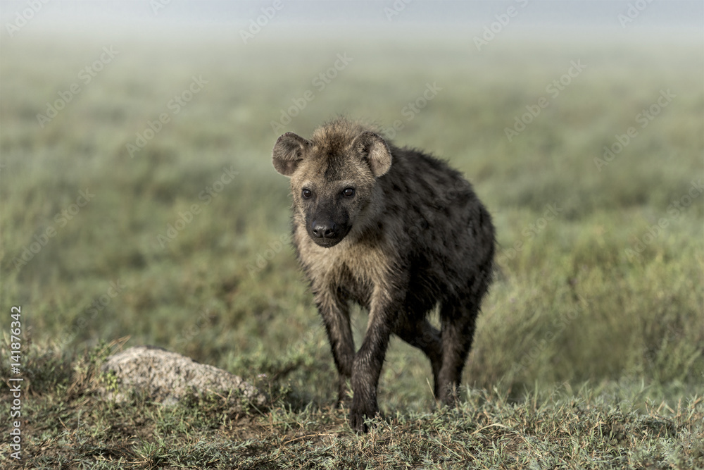 Fototapeta premium Hyena walking in Serengeti National Park
