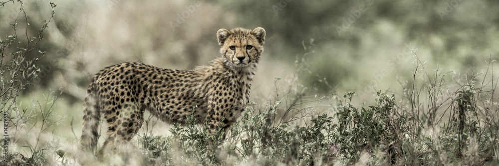 Cub cheetah in Serengeti National Park Cub cheetah in Serengeti National Park