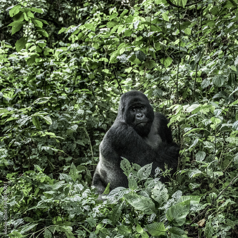 silverback  mountain gorilla in the Virunga National Park, Africa, DRC
