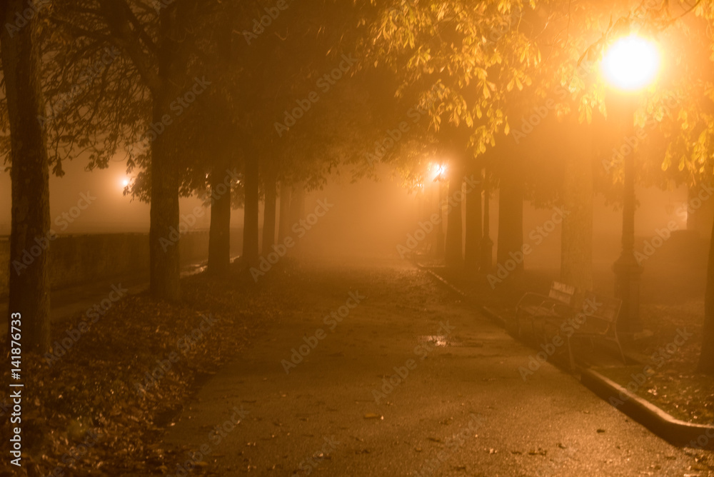 autumn park with fog and trees