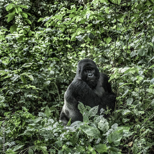 silverback  mountain gorilla in the Virunga National Park, Africa, DRC