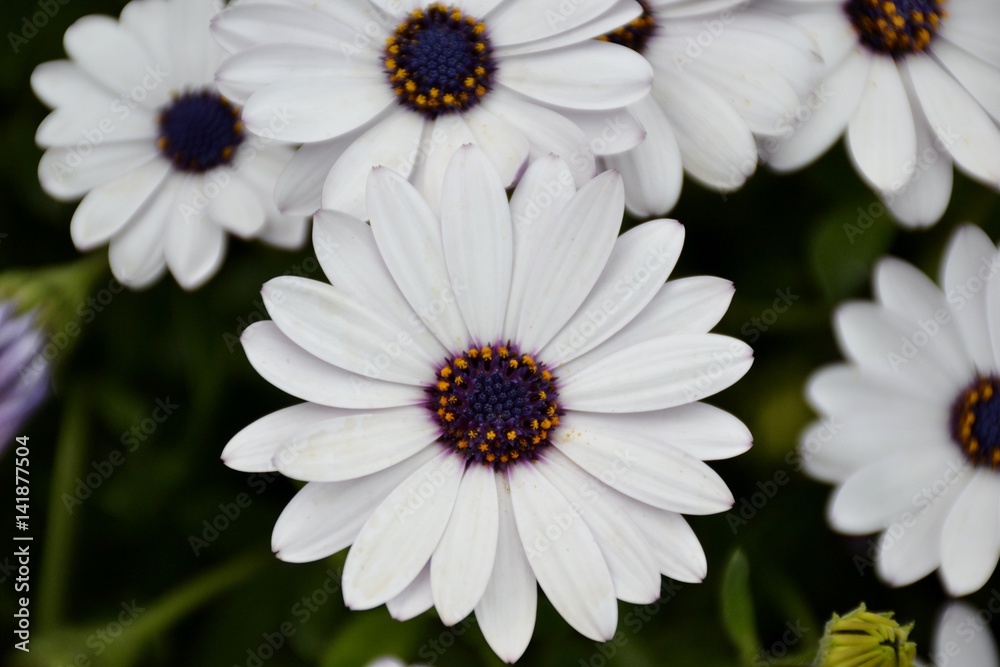 Details of purple daisies and green leaves Details of purple daisies and green leaves