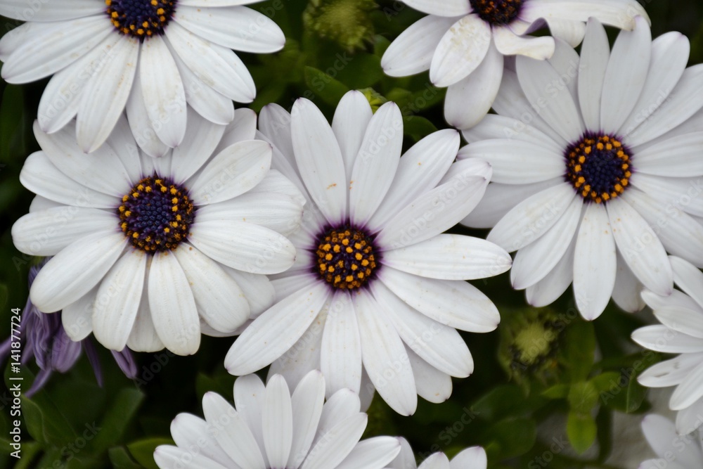 Fototapeta premium Details of purple daisies and green leaves
