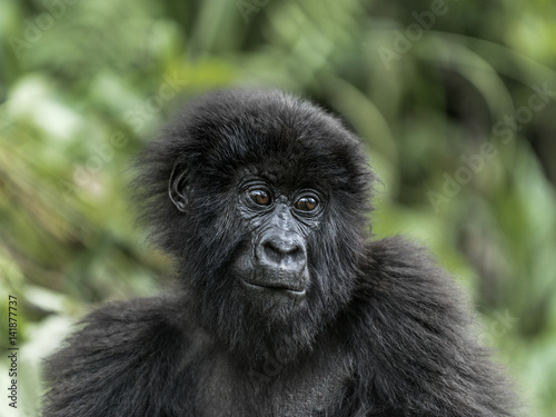 Young mountain gorilla in the Virunga National Park, Africa, DRC, Central Africa. © Eric Isselée