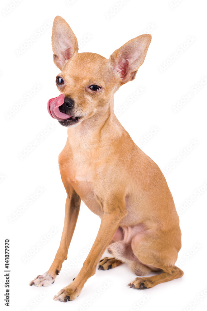 Photo of a funny toy terrier on a white background Photo of a funny toy terrier on a white background