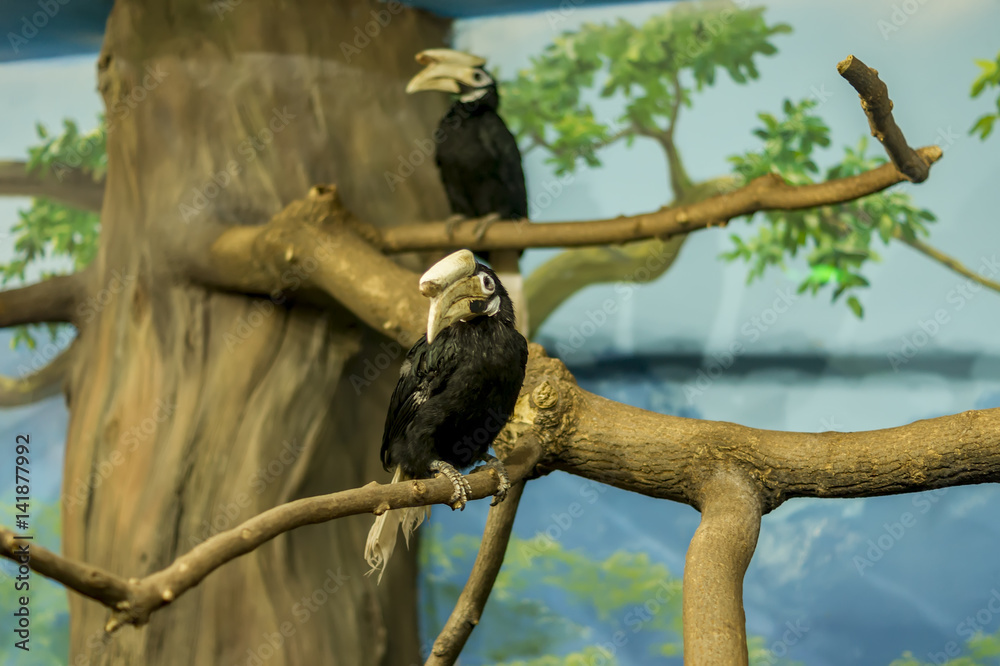 Obraz premium two hornbills