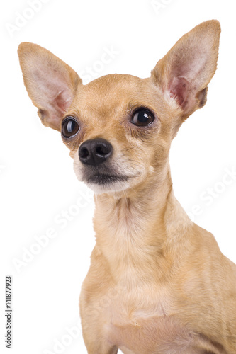 Photo of a funny toy terrier on a white background