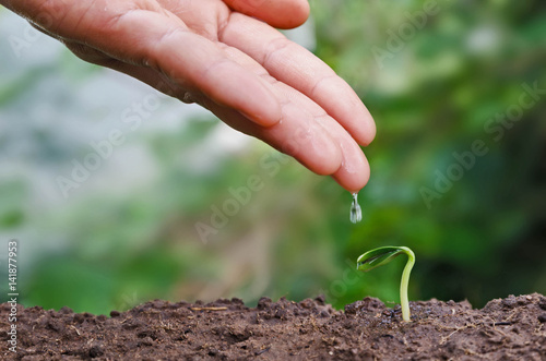 seed and planting concept with hand watering young tree