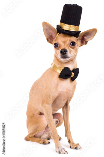 Photo of a funny toy terrier on a white background © Springoz