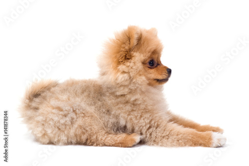 Picture of wonderful cute dog on a white background