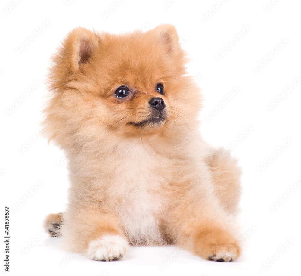 Pomeranian (spitz) dog, isolated on