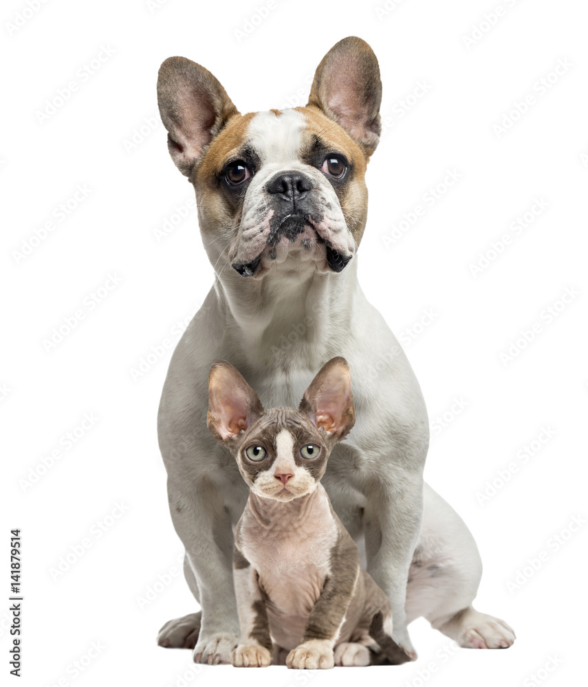 French Bulldog and Peterbold sittng and looking at camera, isola