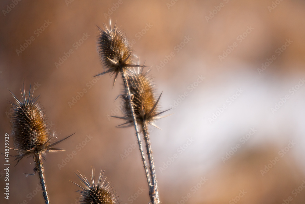 Thistle in Space