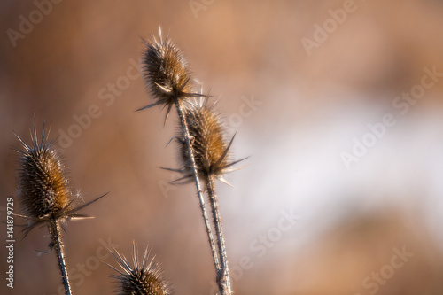 Thistle in Space