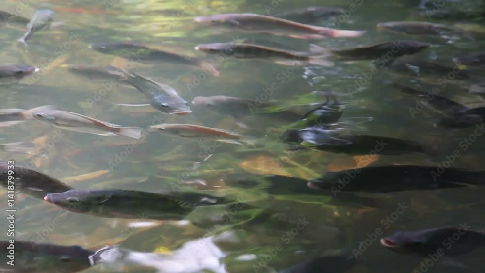 Tropical fish floating in a pond close up
Tropical fish floating in a pond close up