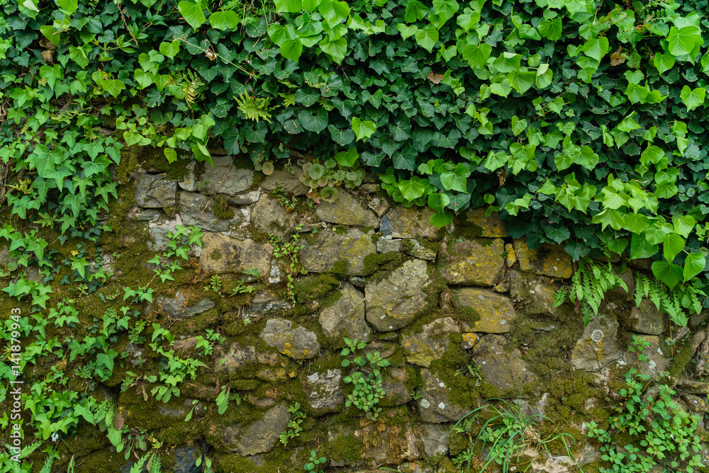 ivy on the stone wall