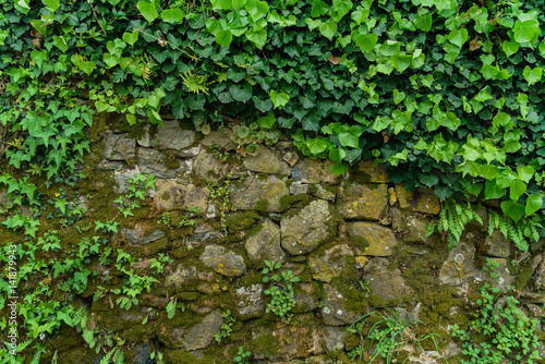 ivy on the stone wall © Maksim Shebeko