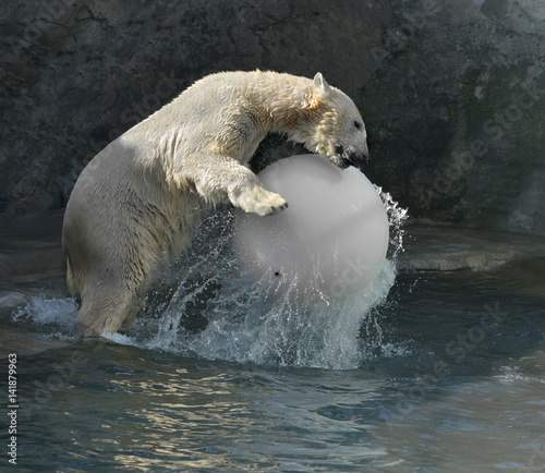 Polar bear jumping on white ball in water