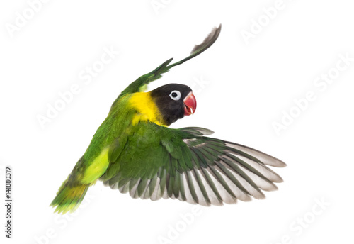 Yellow-collared lovebird flying, isolated on white