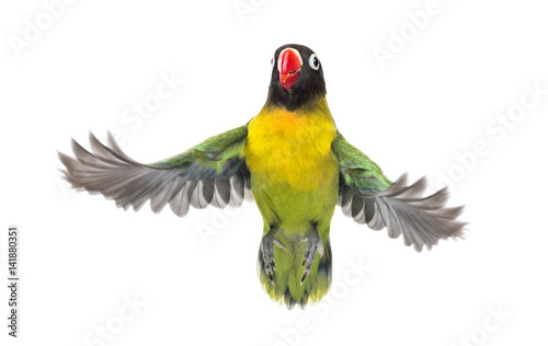 Yellow-collared lovebird flying, isolated on white