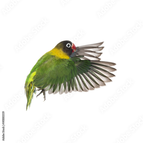 Yellow-collared lovebird flying, isolated on white