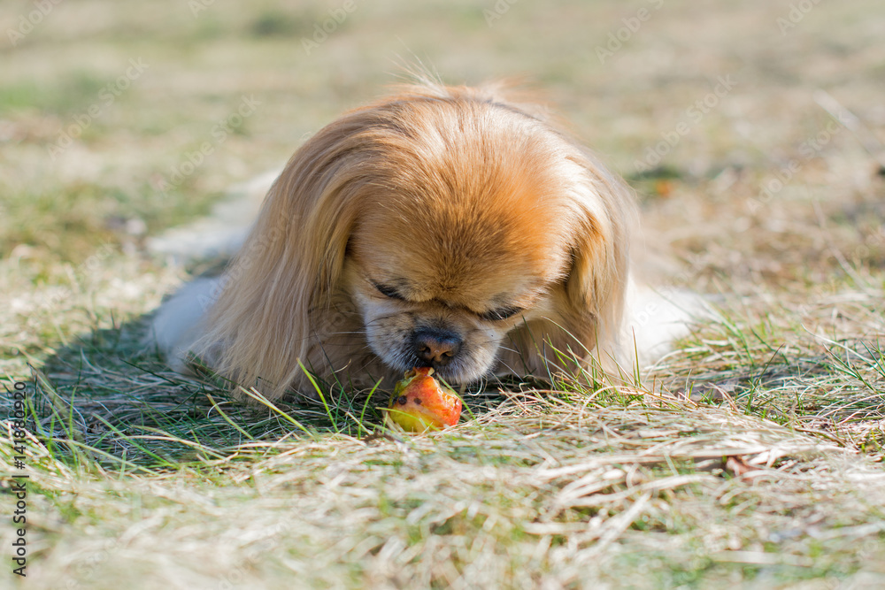 Fototapeta premium Beautiful red pekingese walk on outdoors in sunny day on nature backaround near blue river