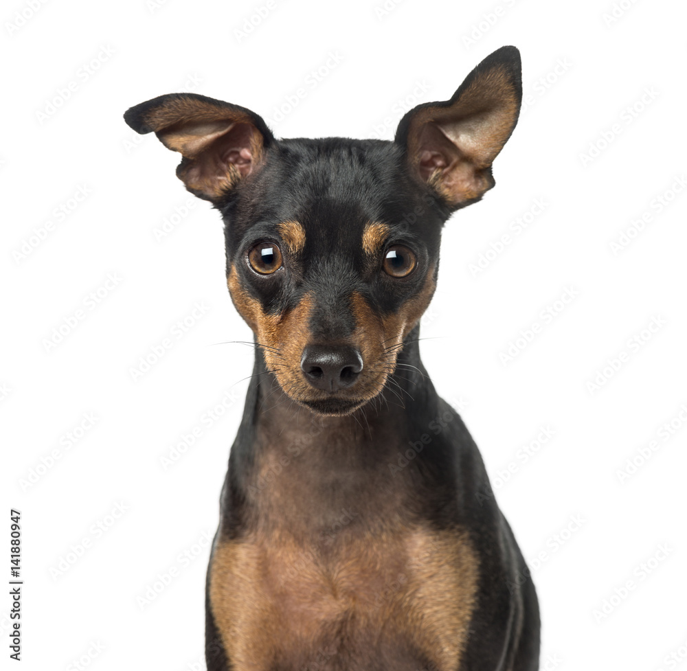 Close-up of a Miniature Pinscher, 1 year old, isolated on white Close-up of a Miniature Pinscher, 1 year old, isolated on white