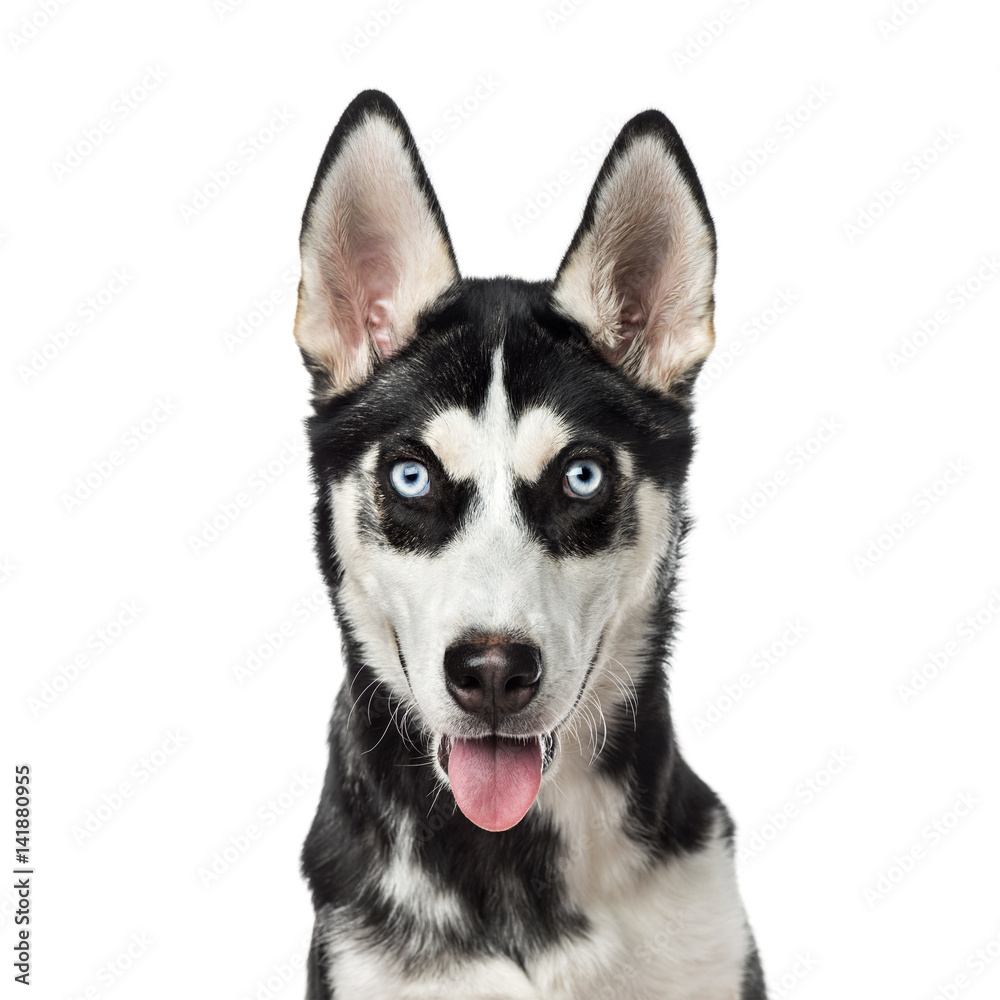 Close-up of a Siberian Husky panting, 7 months old, isolated on white