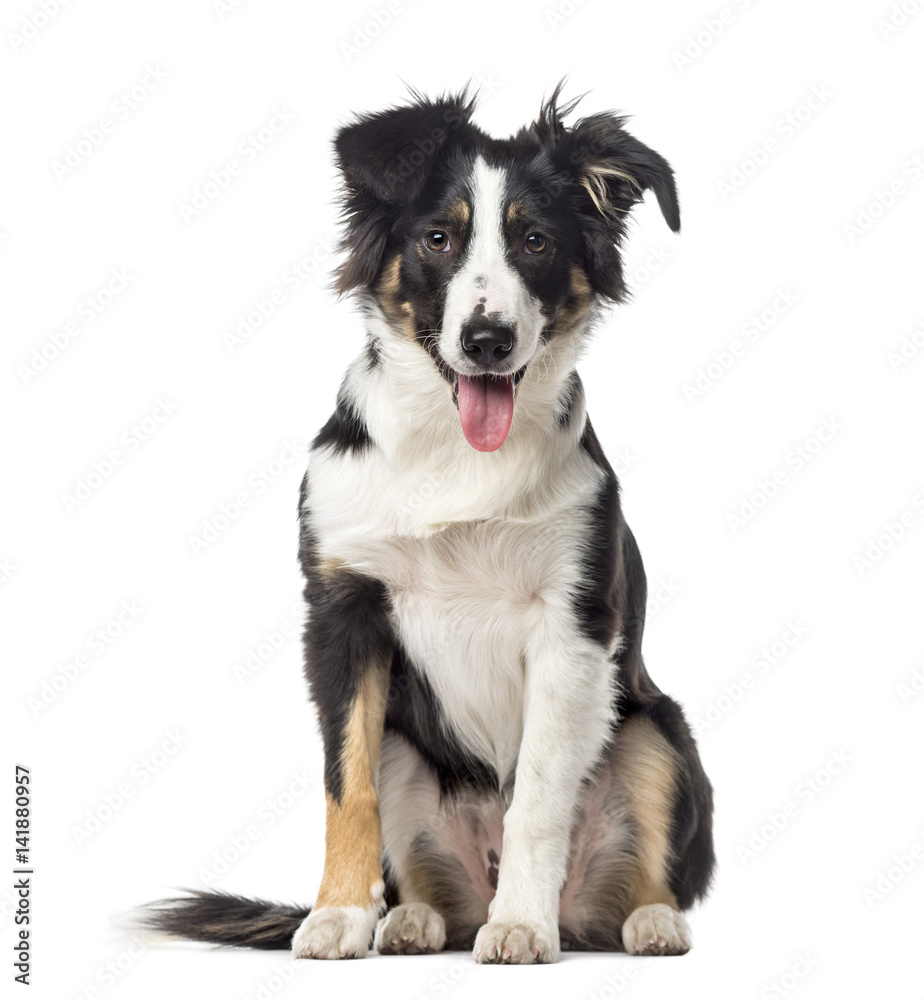 Puppy Border Collie panting, 5 months old, isolated on white
