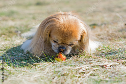 Beautiful red pekingese walk on outdoors in sunny day on nature backaround near blue river photo