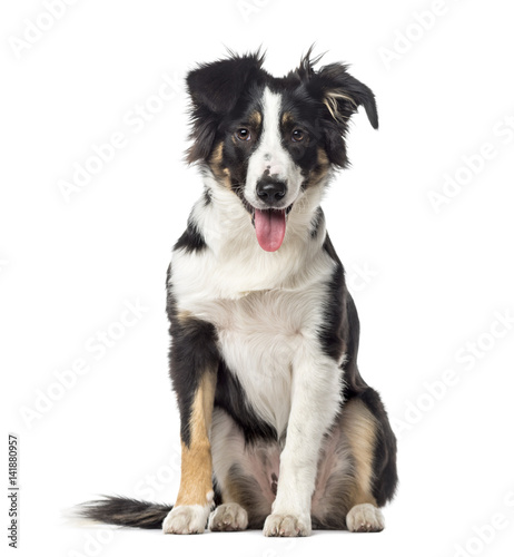 Puppy Border Collie panting, 5 months old, isolated on white © Eric Isselée