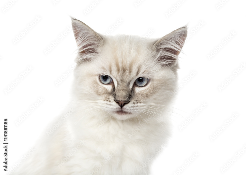 Close-up of a Ragdoll kitten, 3 months old, isolated on white Close-up of a Ragdoll kitten, 3 months old, isolated on white