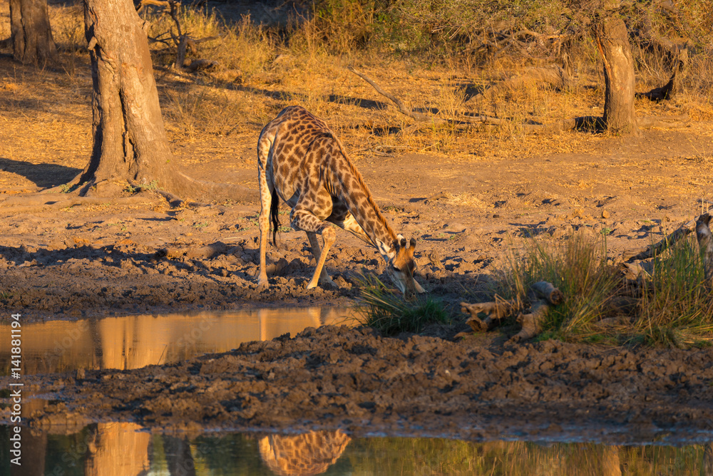 Obraz premium Giraffe drinking from waterhole at sunset. Wildlife Safari in the Mapungubwe National Park, South Africa. Scenic soft warm light.