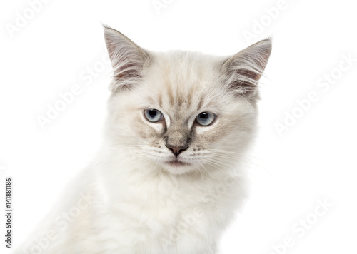 Fototapeta Naklejka Na Ścianę i Meble -  Close-up of a Ragdoll kitten, 3 months old, isolated on white