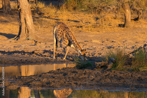 Giraffe drinking from waterhole at sunset. Wildlife Safari in the Mapungubwe National Park, South Africa. Scenic soft warm light.