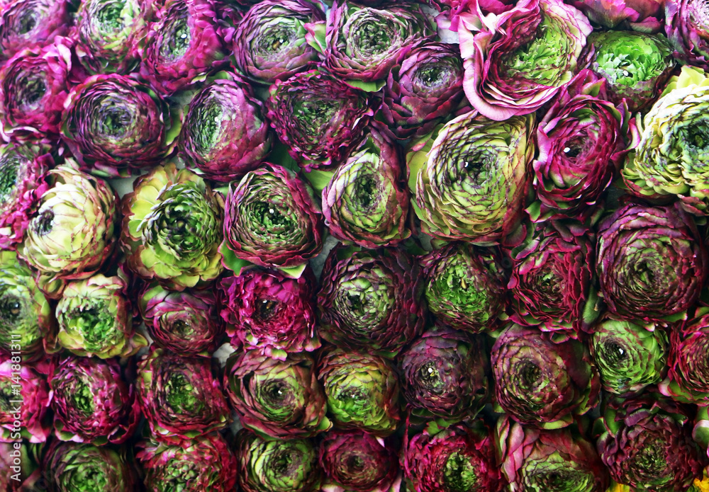 Pink and green ranunculus arranged in rows and attached with nails
