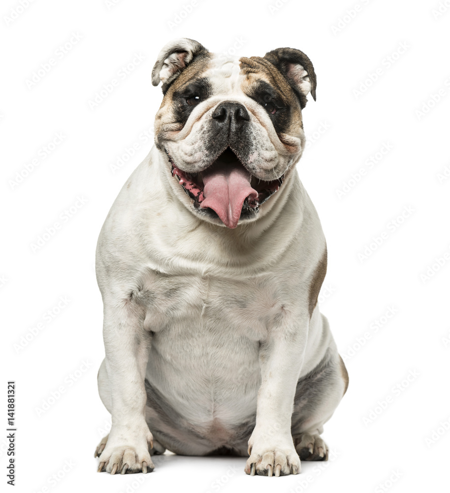 English Bulldog sitting and panting, 4 years old, isolated on white