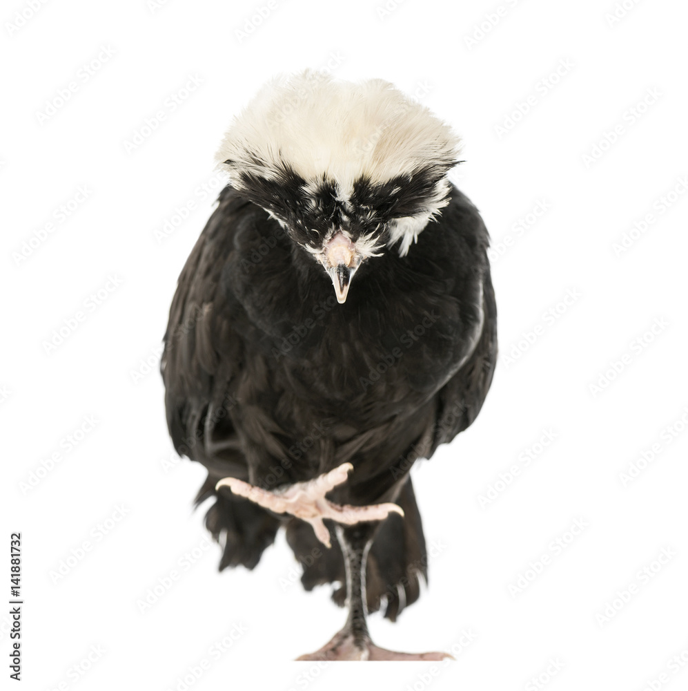 Fototapeta premium Polish chicken looking down, isolated on white, 2 years old