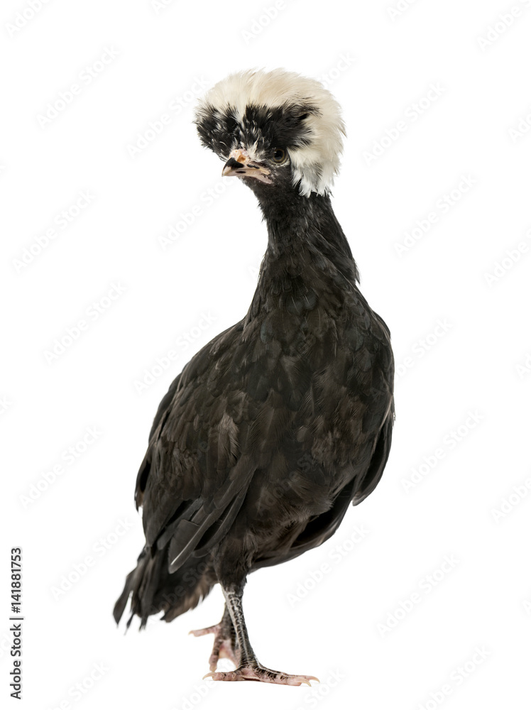 Polish chicken, isolated on white, 2 years old Polish chicken, isolated on white, 2 years old
