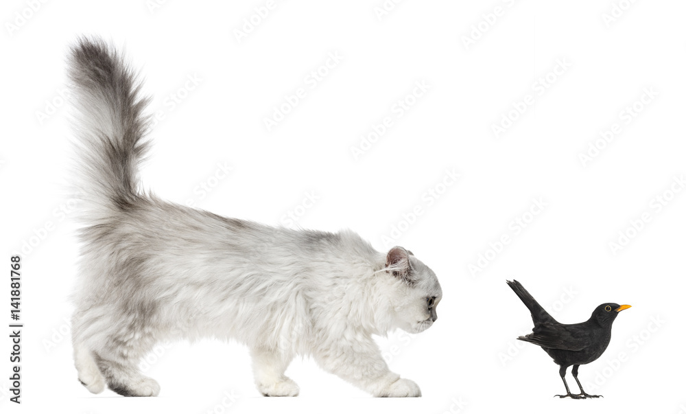 Persian kitten looking at Blackbird, isolated on white Persian kitten looking at Blackbird, isolated on white