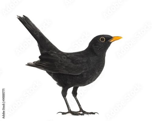 Side view of a blackbird, isolated on white photo