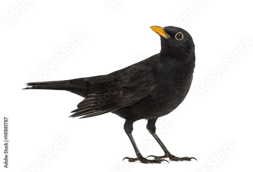 Blackbird Turdus merula looking up , isolated on white