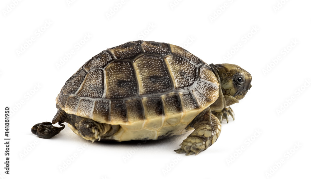 New born turtle defecating, isolated on white New born turtle defecating, isolated on white